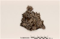 藏品(亞平滑雙歧根梅衣 )的圖片